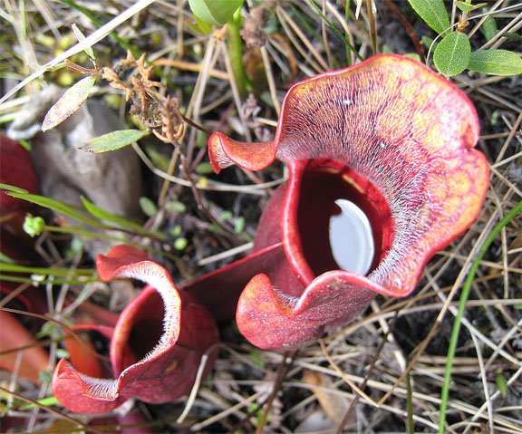Read more about the article Springtime Treasures in a Bog