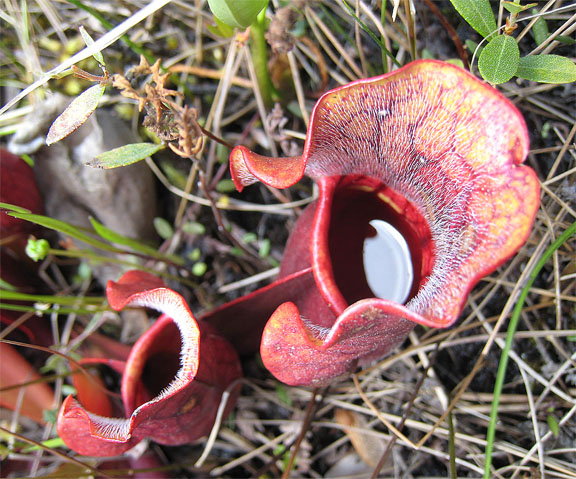 You are currently viewing Springtime Treasures in a Bog