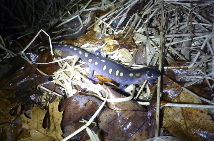 Read more about the article Salamander Migration!