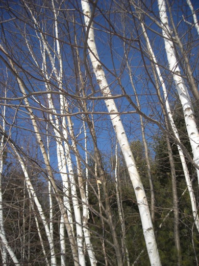 Read more about the article Robert Frost reading “Birches”