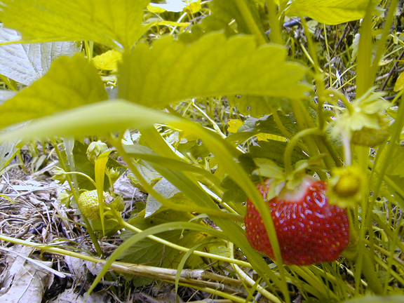 You are currently viewing Strawb Season!