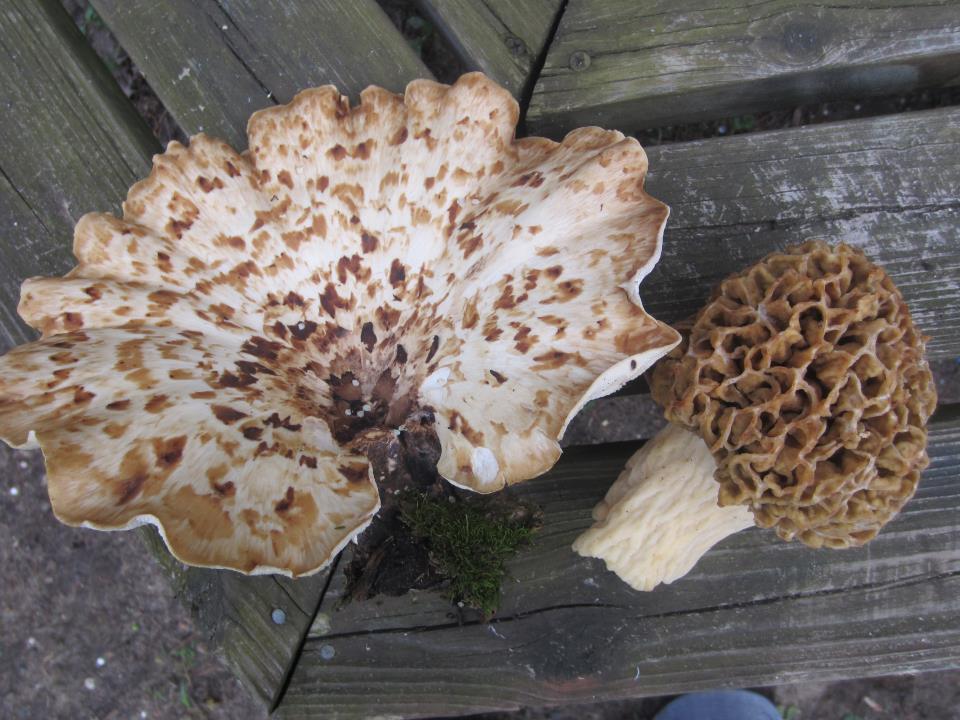 Read more about the article Spring Mushrooms: Need Help ID’ing this One…