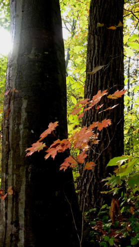 Read more about the article Arc of Appalachia Preserves in Ohio