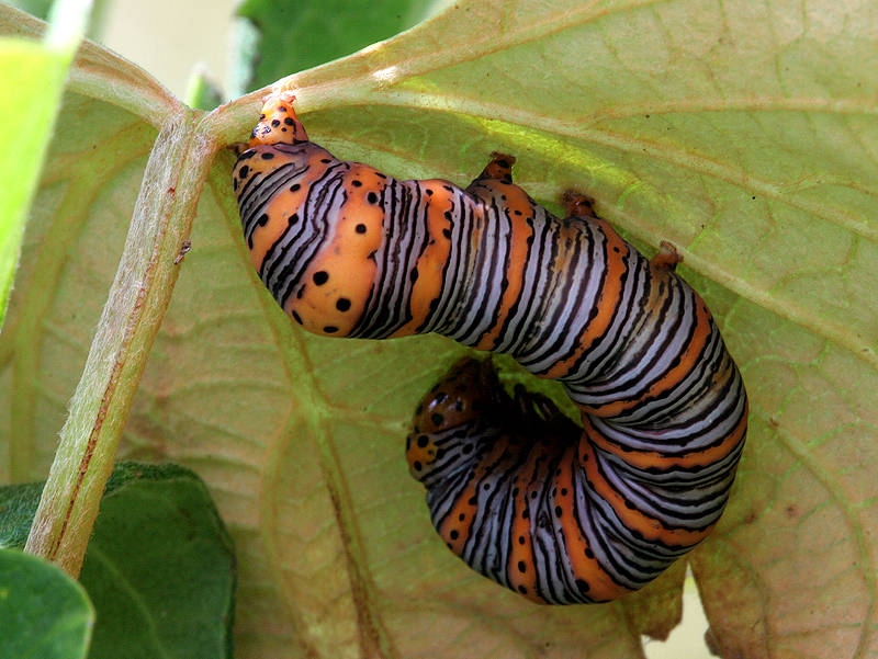 Read more about the article Moth Names are Crazy!