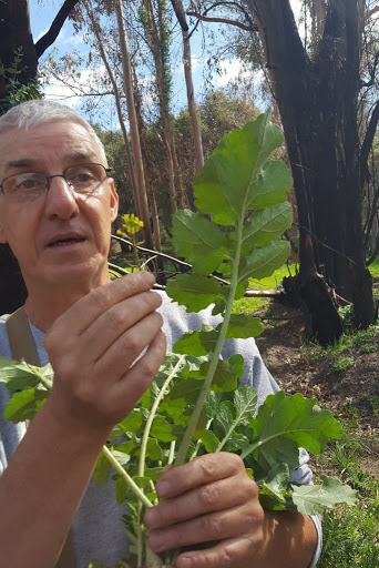 Awesome Wildcrafting, Foraging & Wildbrewing: Pascal Baudar