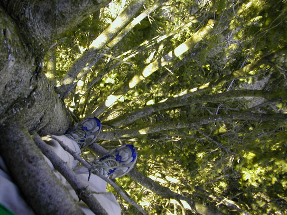 Read more about the article Treeclimbing…and a Treefort Revival?