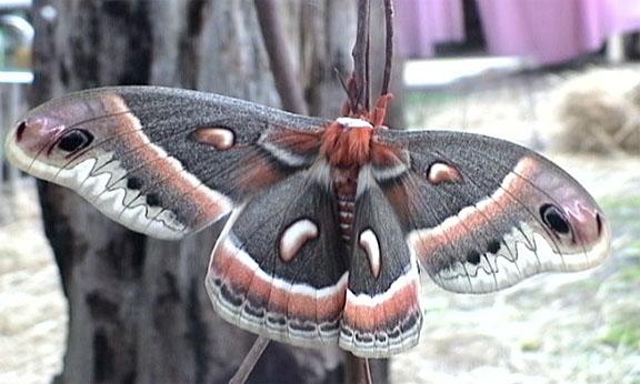 Read more about the article In Our Yards: 2 of the 3 Great Silk Moths…