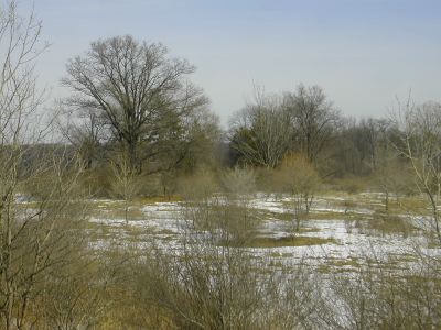 You are currently viewing Michigan: early spring scenes and trees