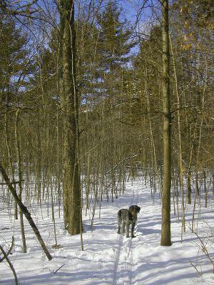 You are currently viewing A Fresh Look at XC Skiing