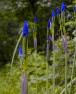 Read more about the article When Irises Last in Trailyard Bloomed…