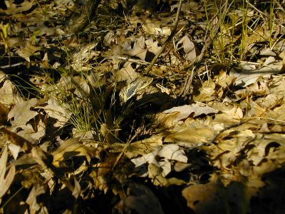 Spot the hognose